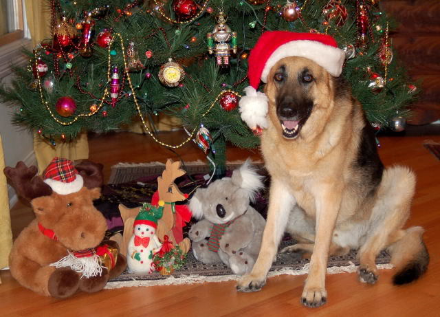 Christmas German Shepherd Pictures Dog
