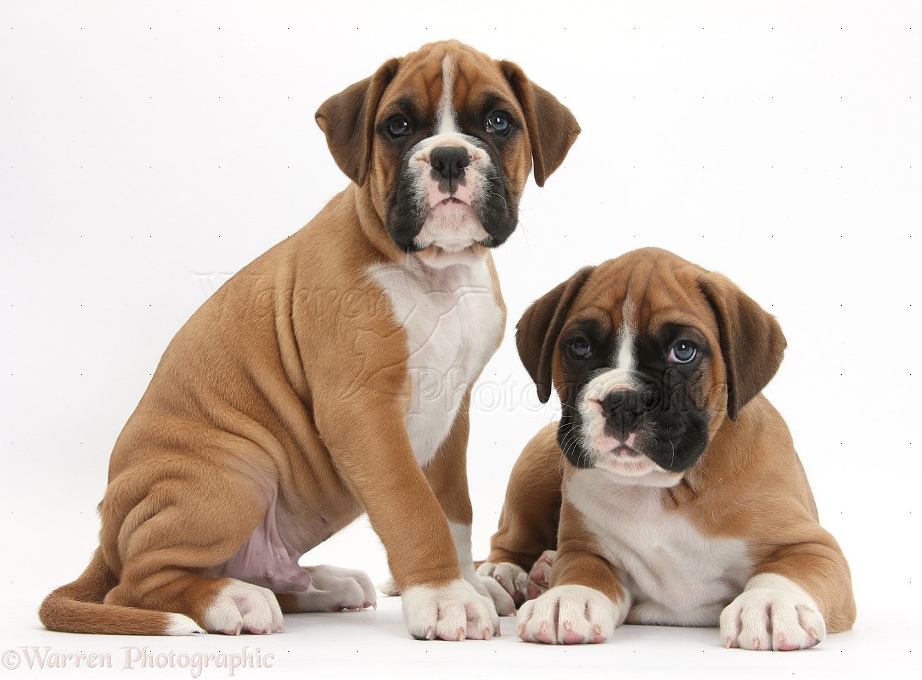 Dogs Two Boxer Puppies Photo Wp36670