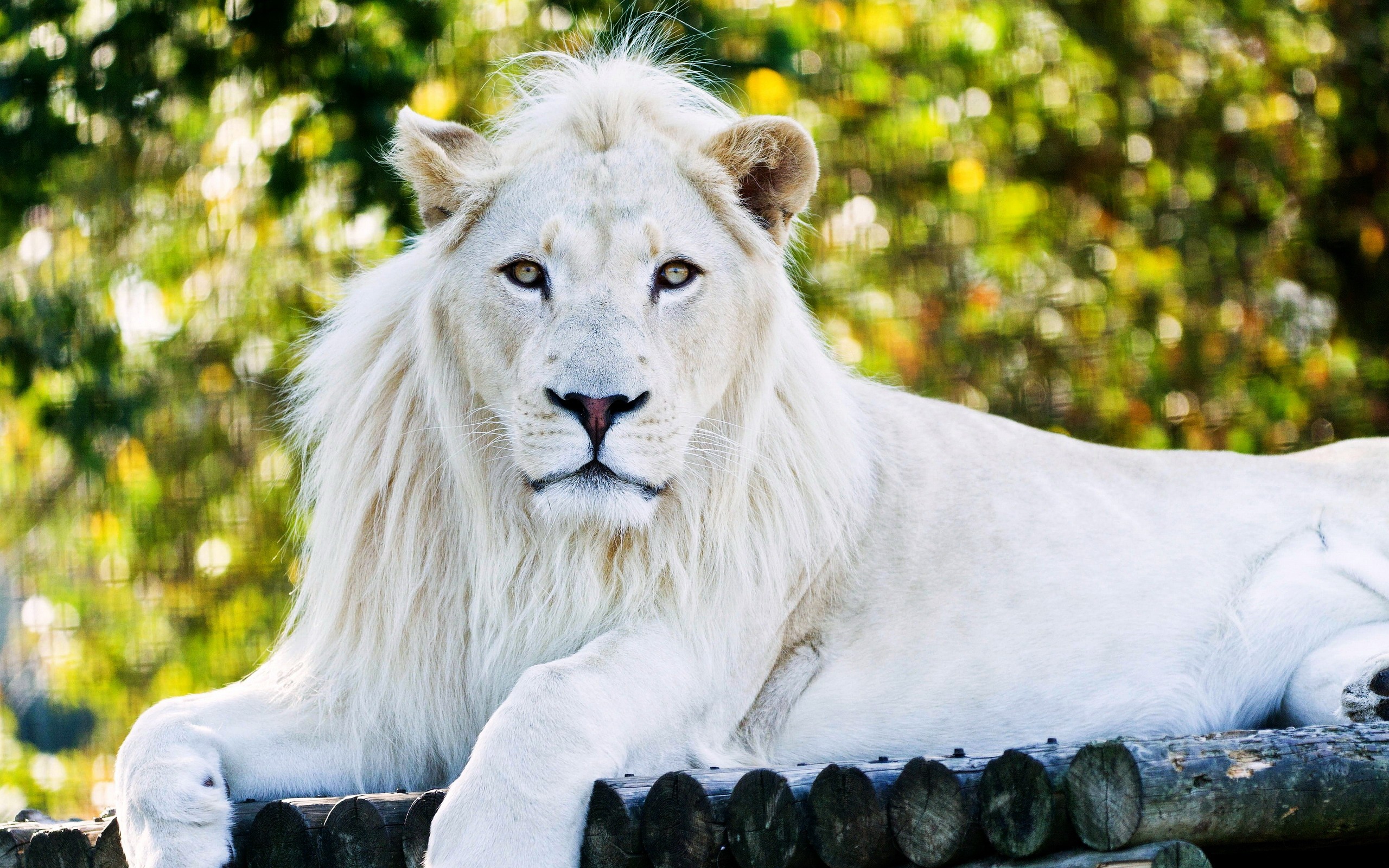 Majestic White Lion Resting in Nature