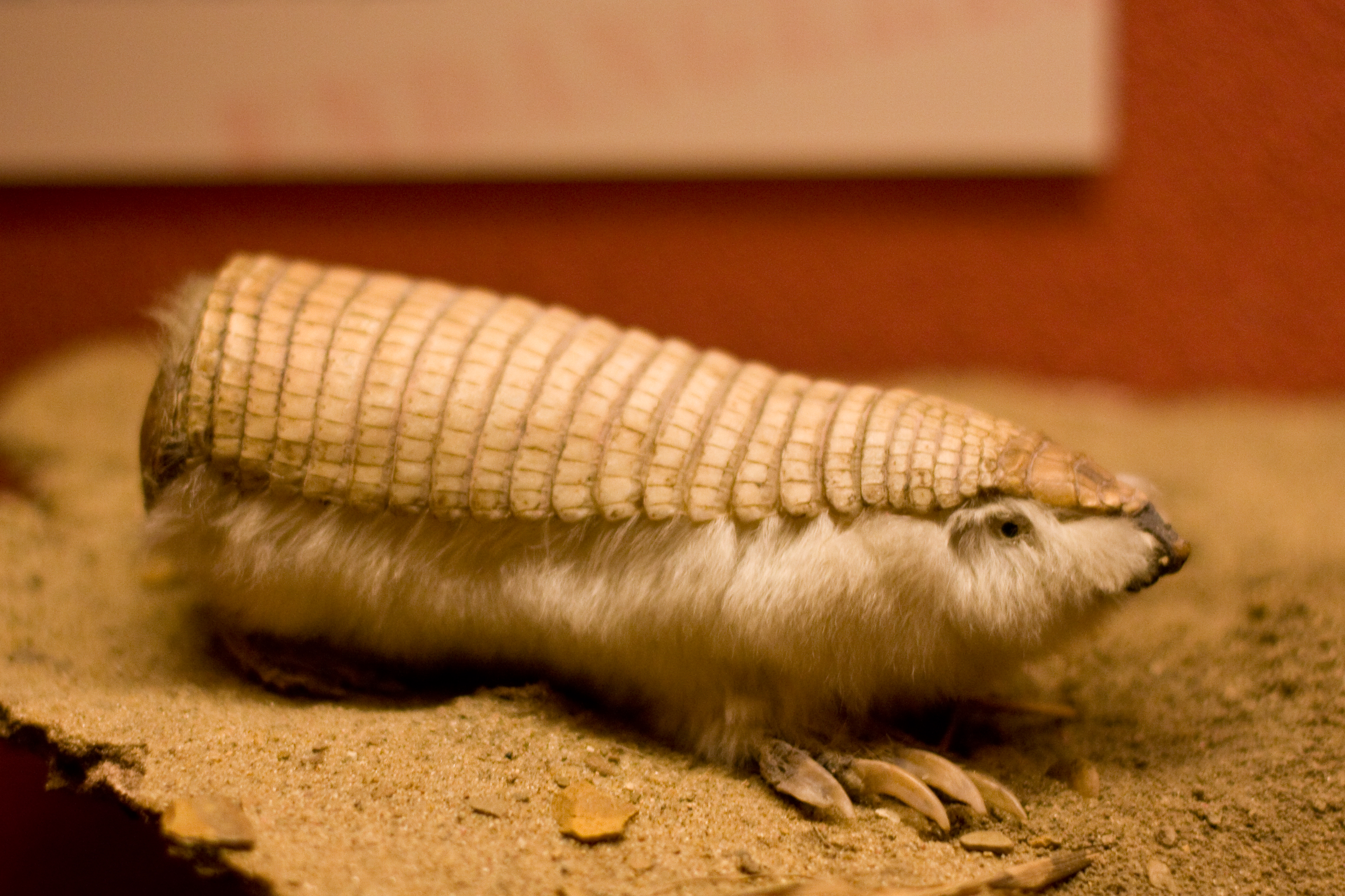 Pink Fairy Armadillo HD Wallpaper Background Image 3078x2052