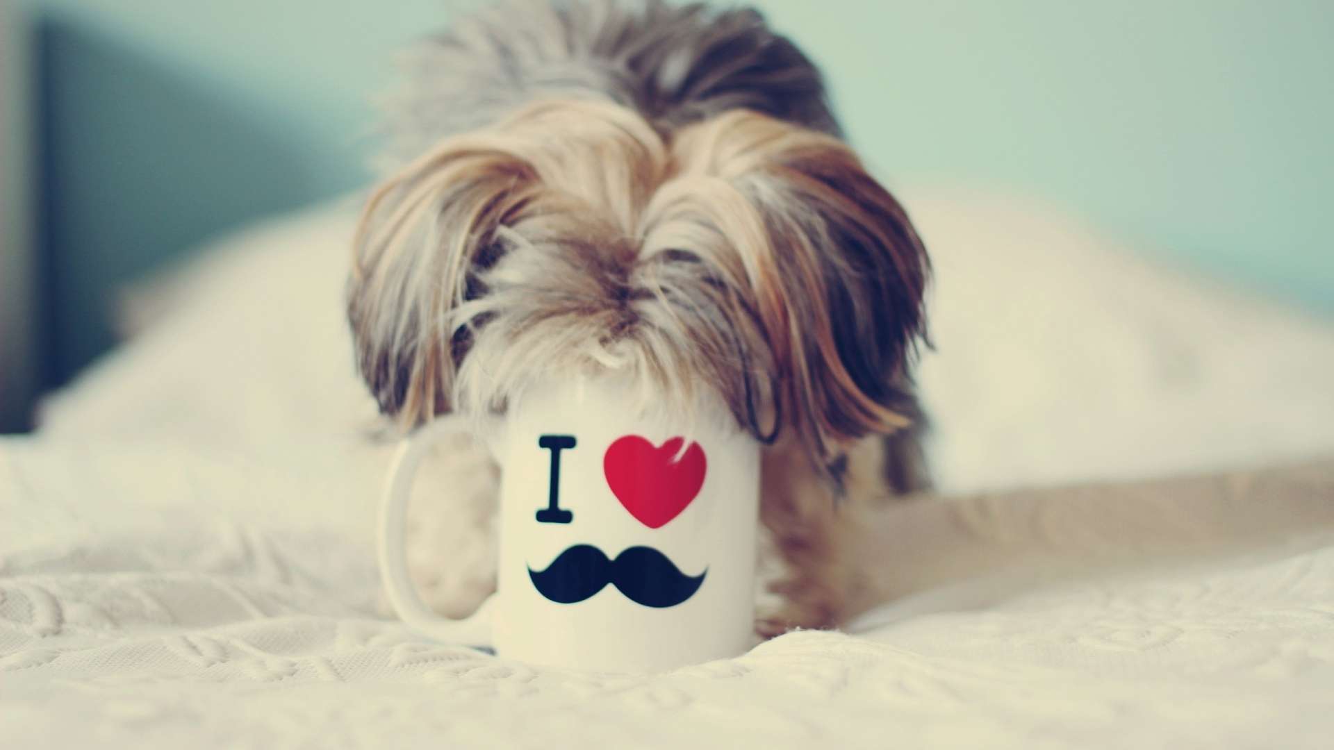 Yorkshire Terrier Love Mustache High Resolution Wallpaper