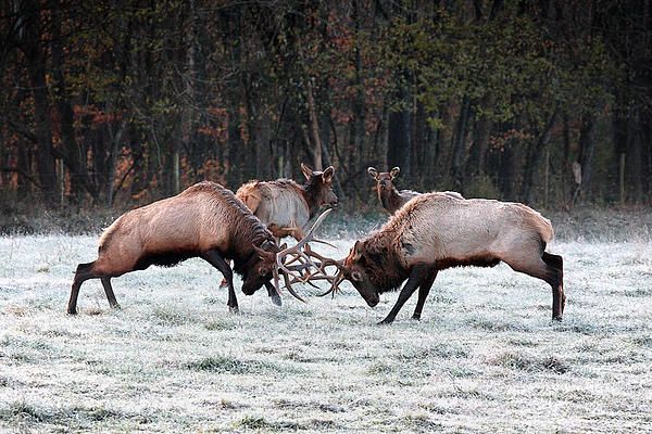 Bull Elk Fighting Deer And Etc