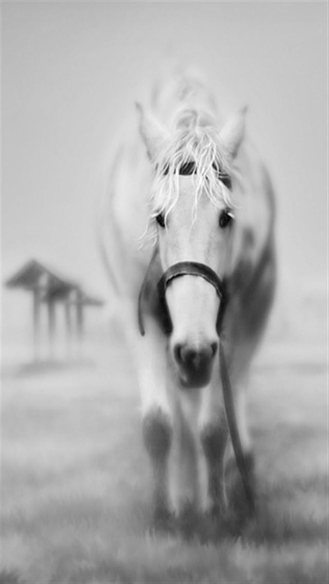 Ghostly Horse Animal iPhone Wallpaper S 3g