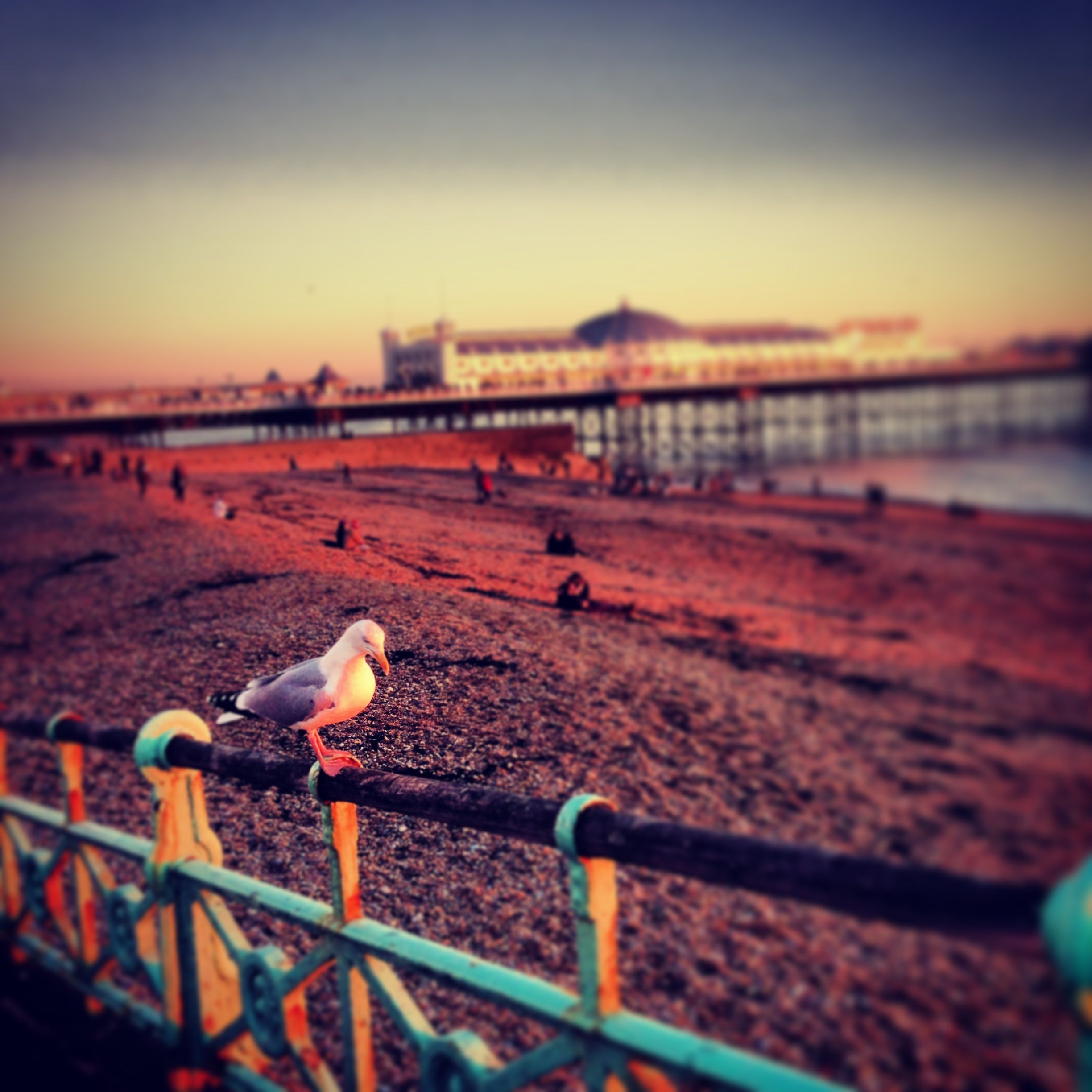 Seagull On Brighton Esplanade With The Palace Pier In