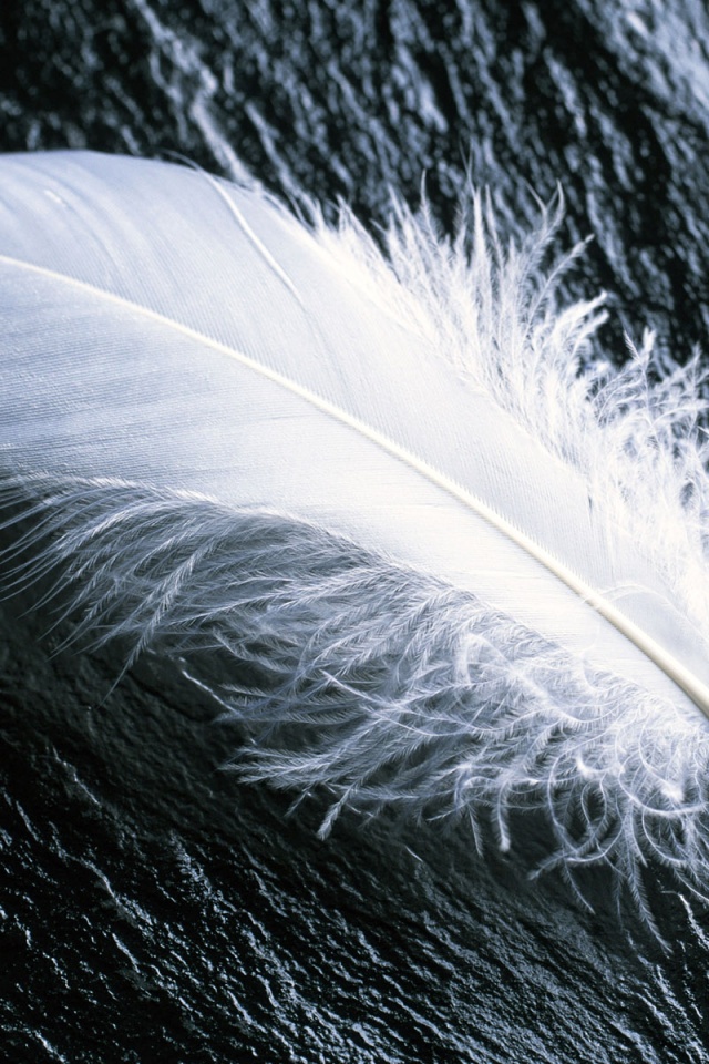 White Feather iPhone Wallpaper