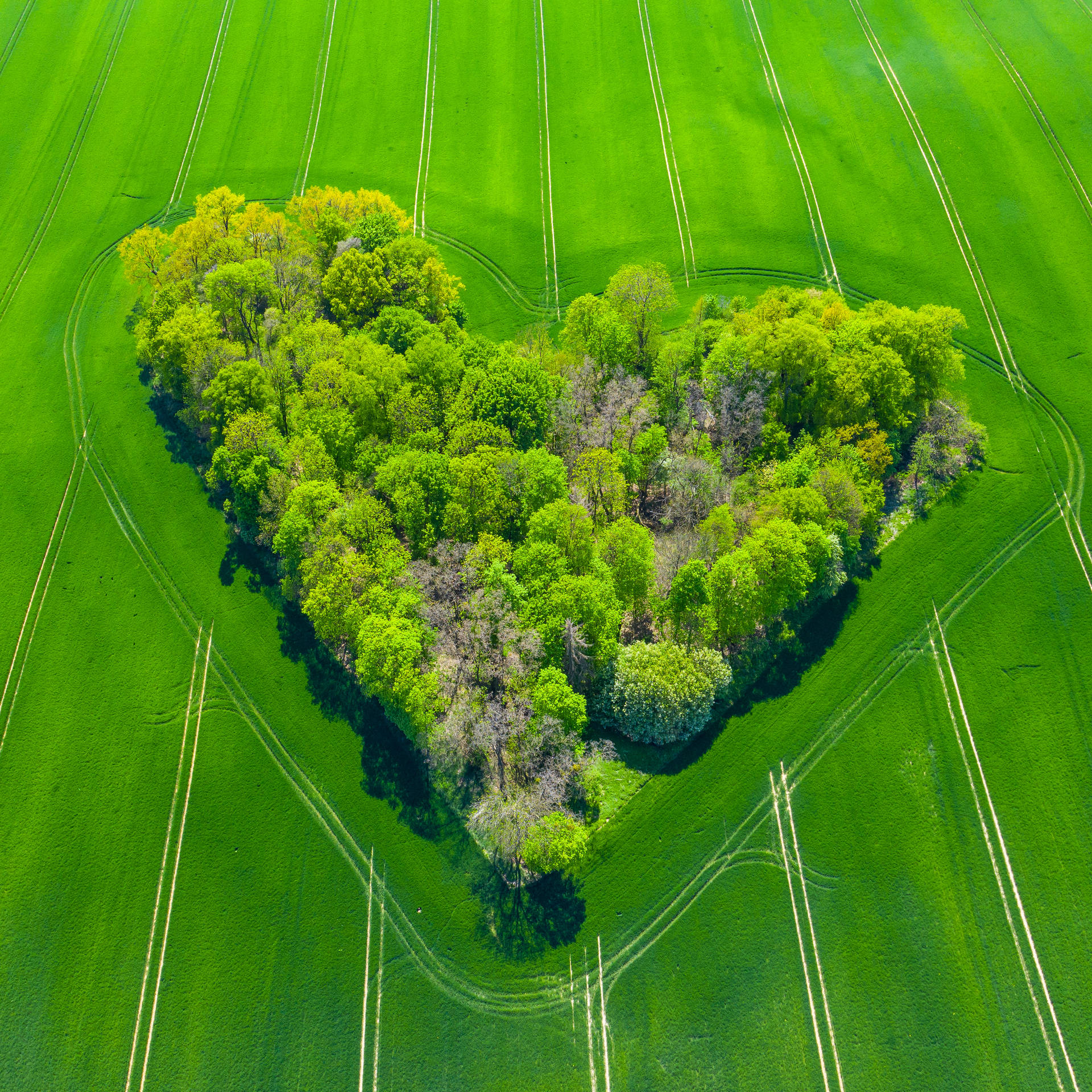 Top Green Heart Wallpaper Full HD 4k To Use