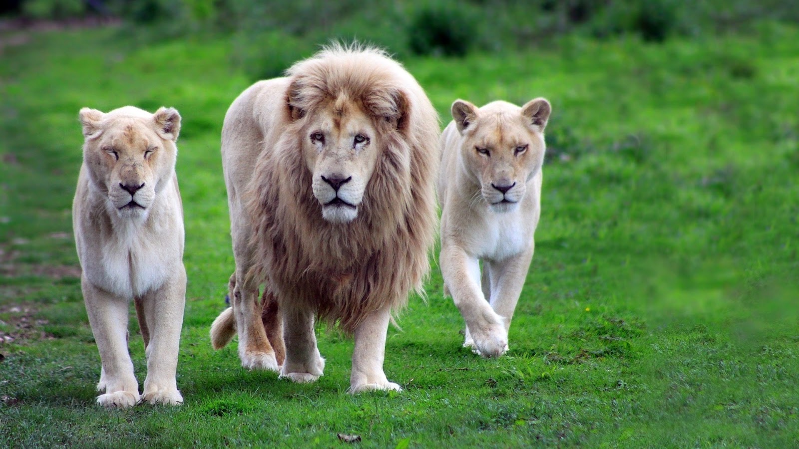 Lions HD Desktop Wallpaper Jpg