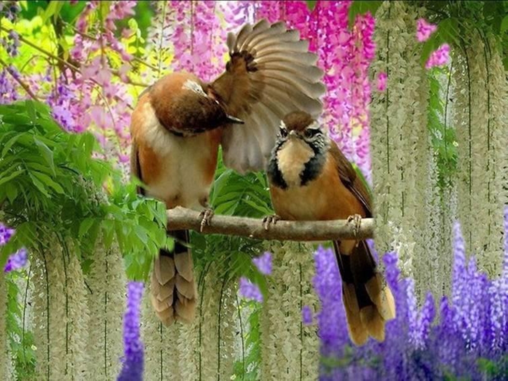 Beautiful Wisteria Tree Birds Wallpaper