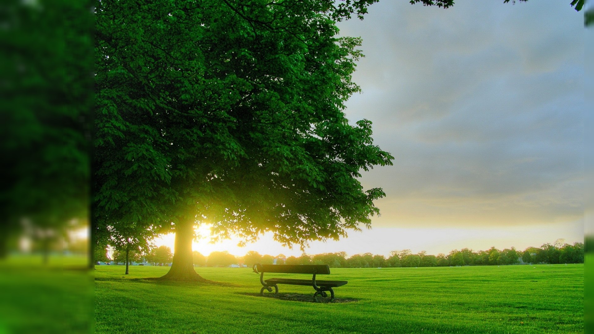 A serene park at sunrise with a bench under a lush tree