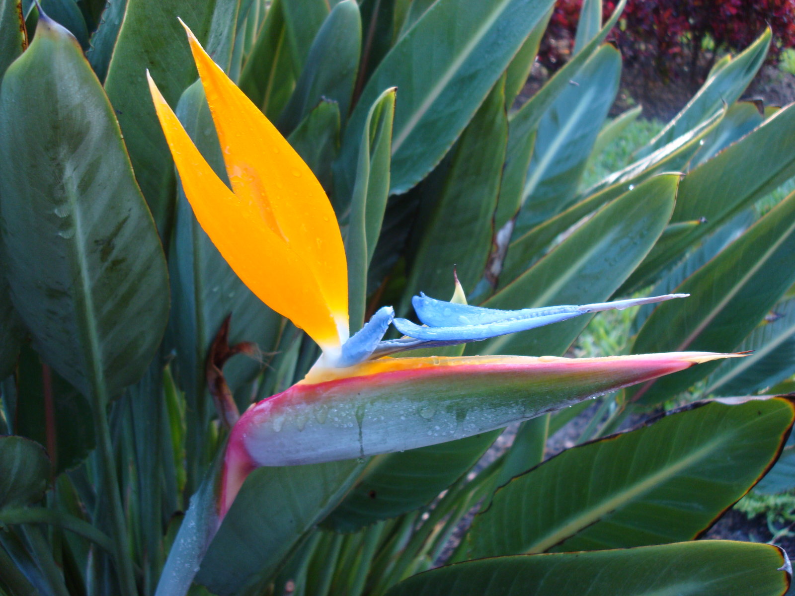 bird of paradise flower more wallpapers View World Beauty