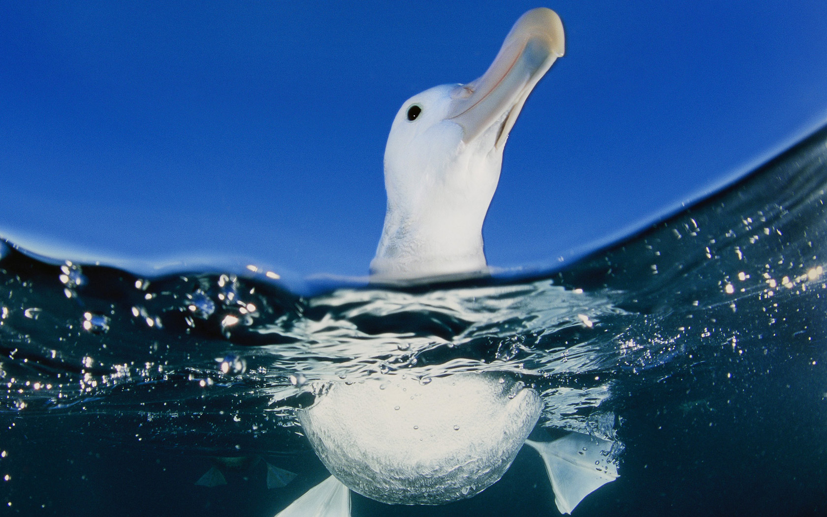 Albatross Wallpaper And Background Image Id