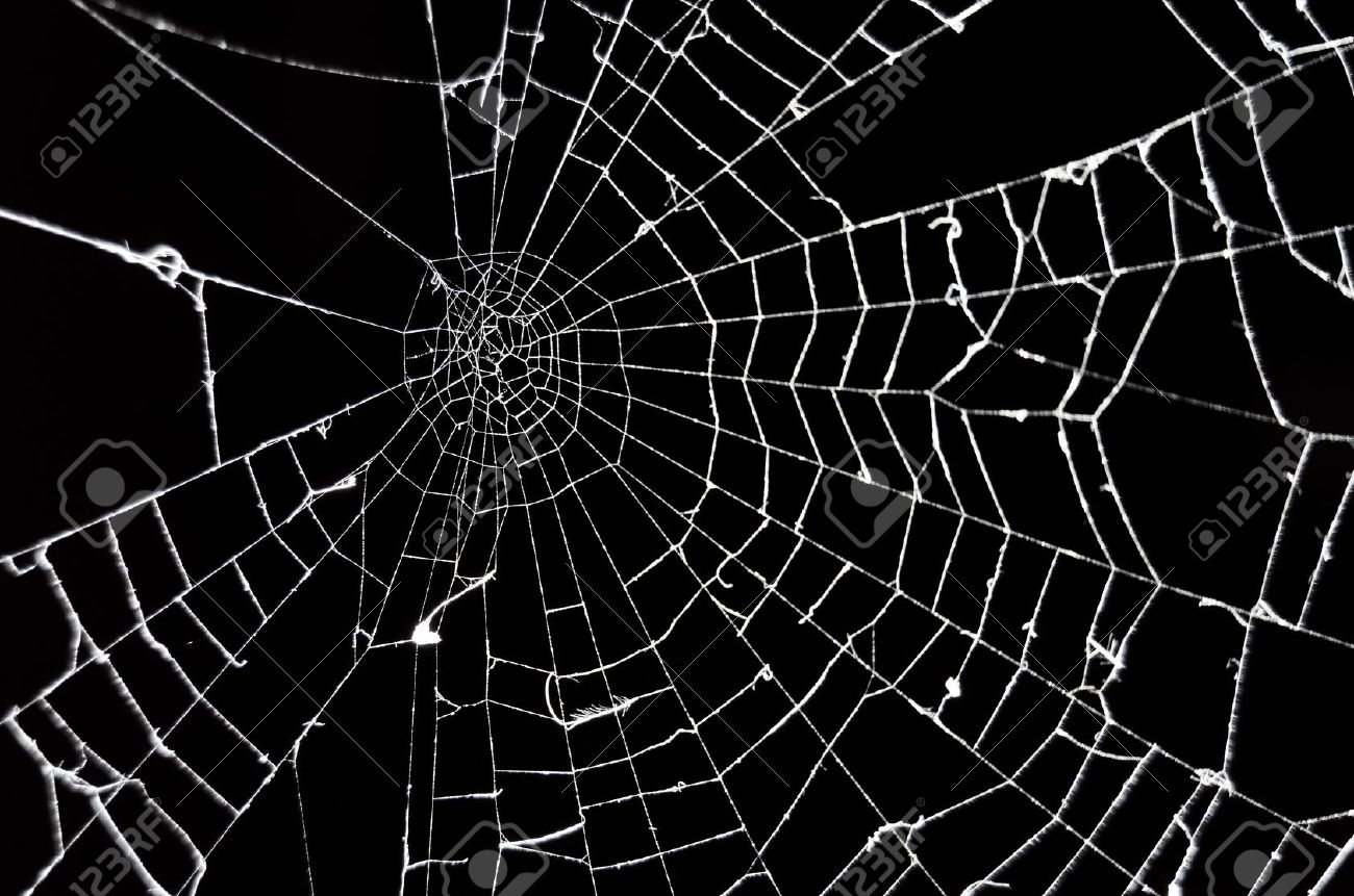 background spider web wallpaper