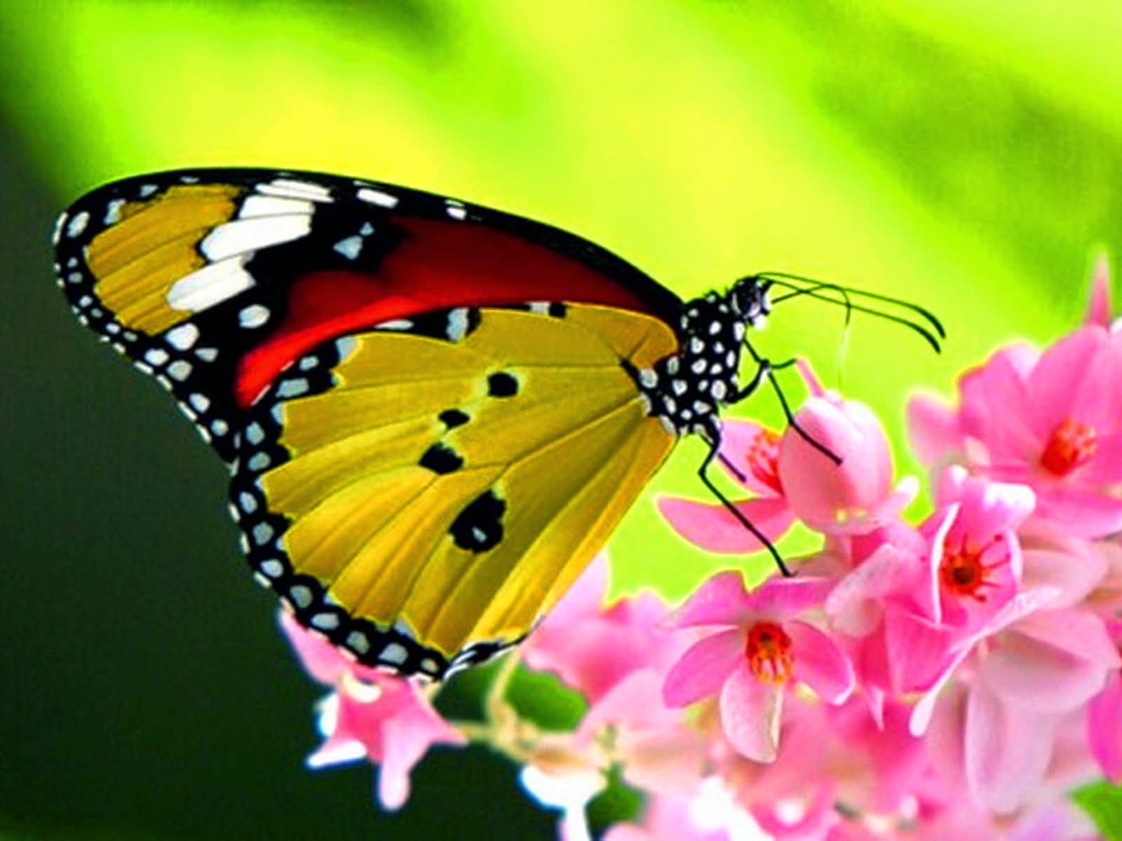 Desktop Wallpaper Beautiful Butterfly