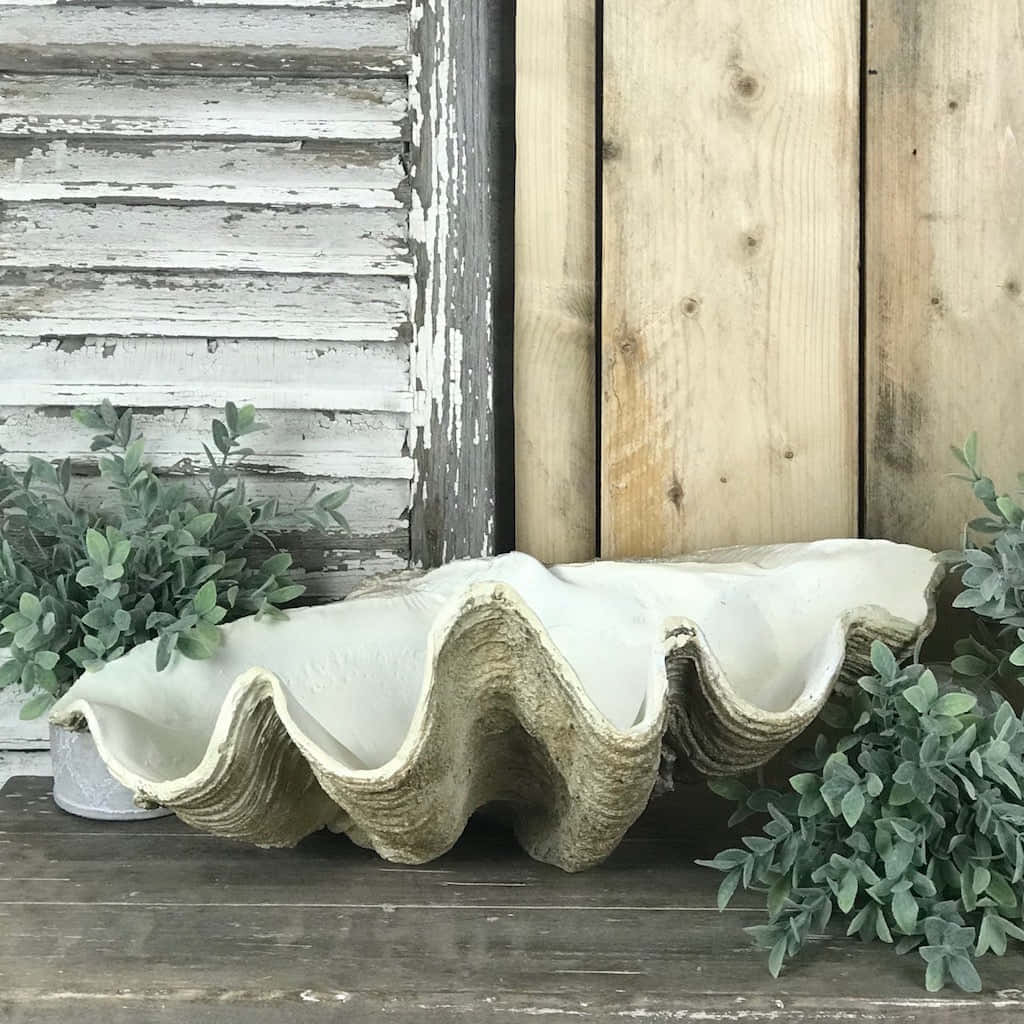 Clam Shell X Wallpaper
