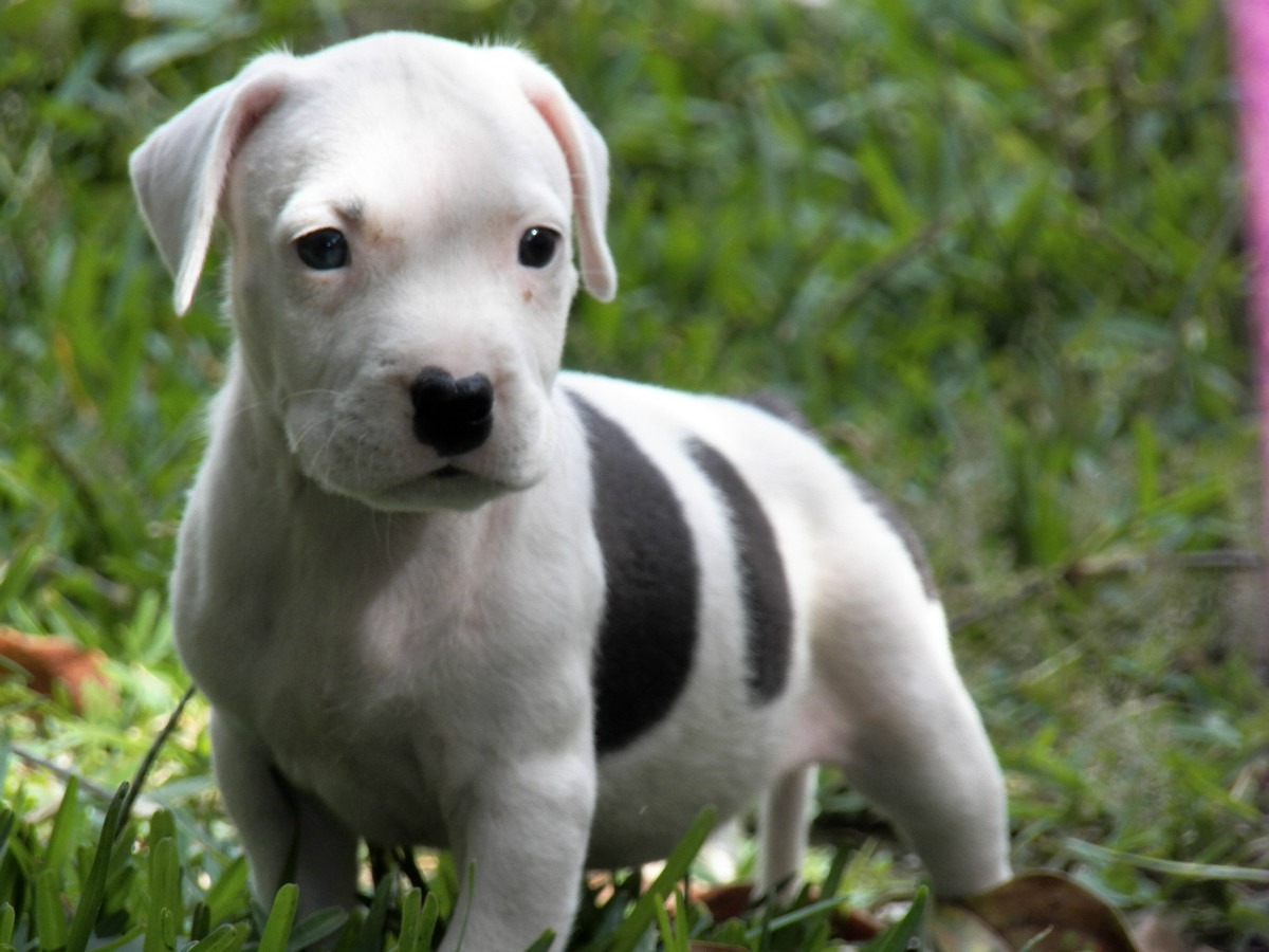 Pitbull Puppy Dog HD Wallpaper Beautiful Desktop Image