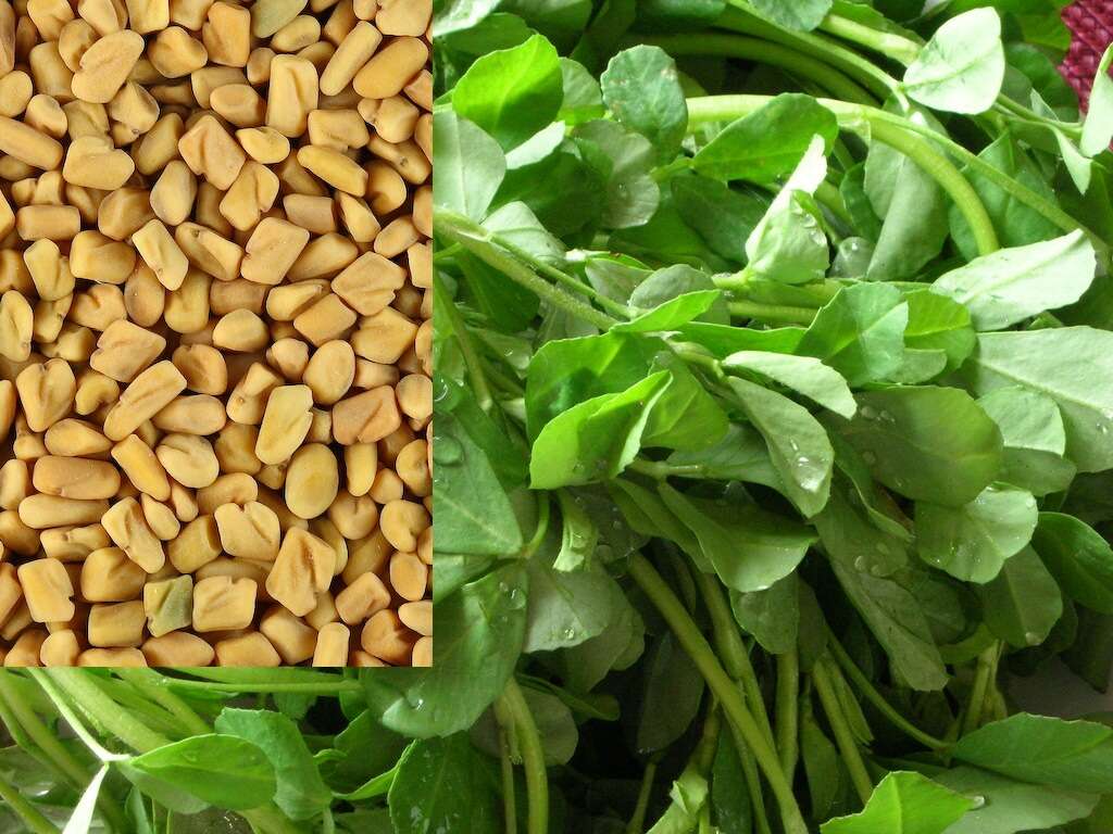 Fenugreek Wallpaper