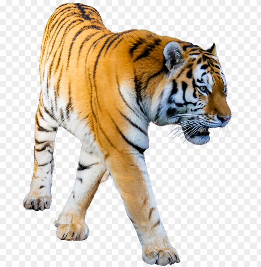 Tiger Prowling No Background Image Png Transparent