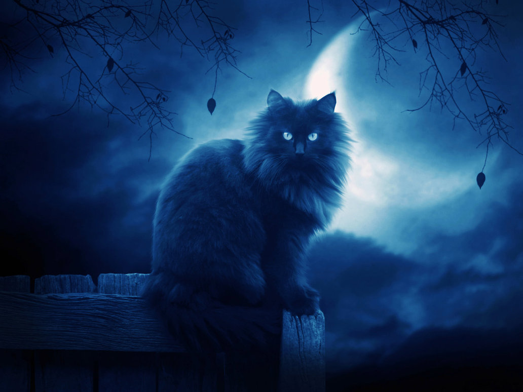 Free download black cat wallpaper 2 [for your Desktop