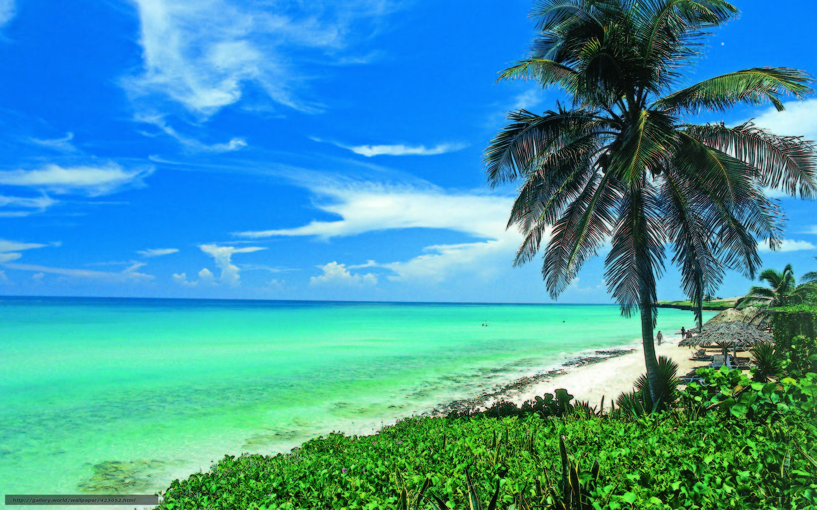 Wallpaper Cuba Palm Beach Ocean Desktop In