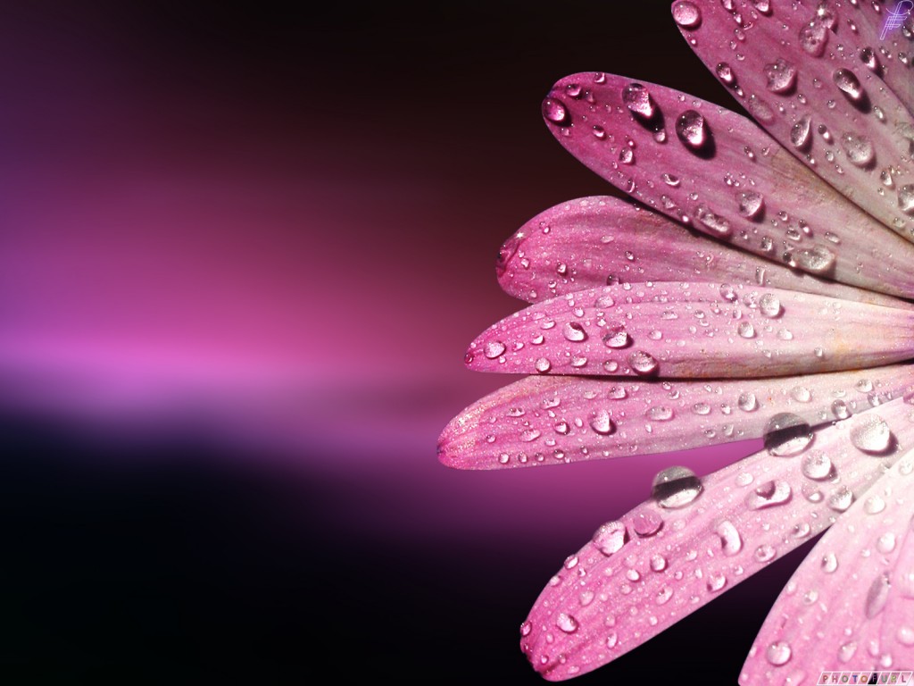 HD Flower Wallpaper Of Red Pink And