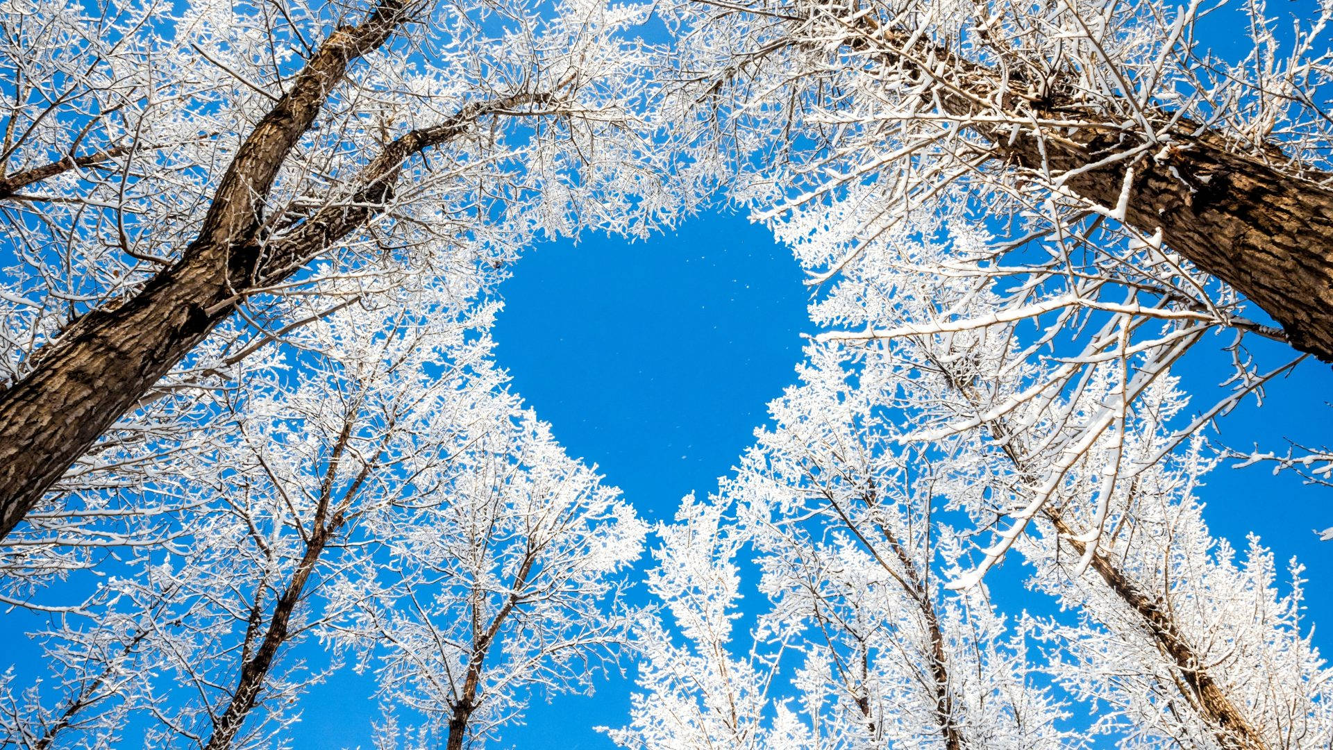 Nature Love Wallpaper
