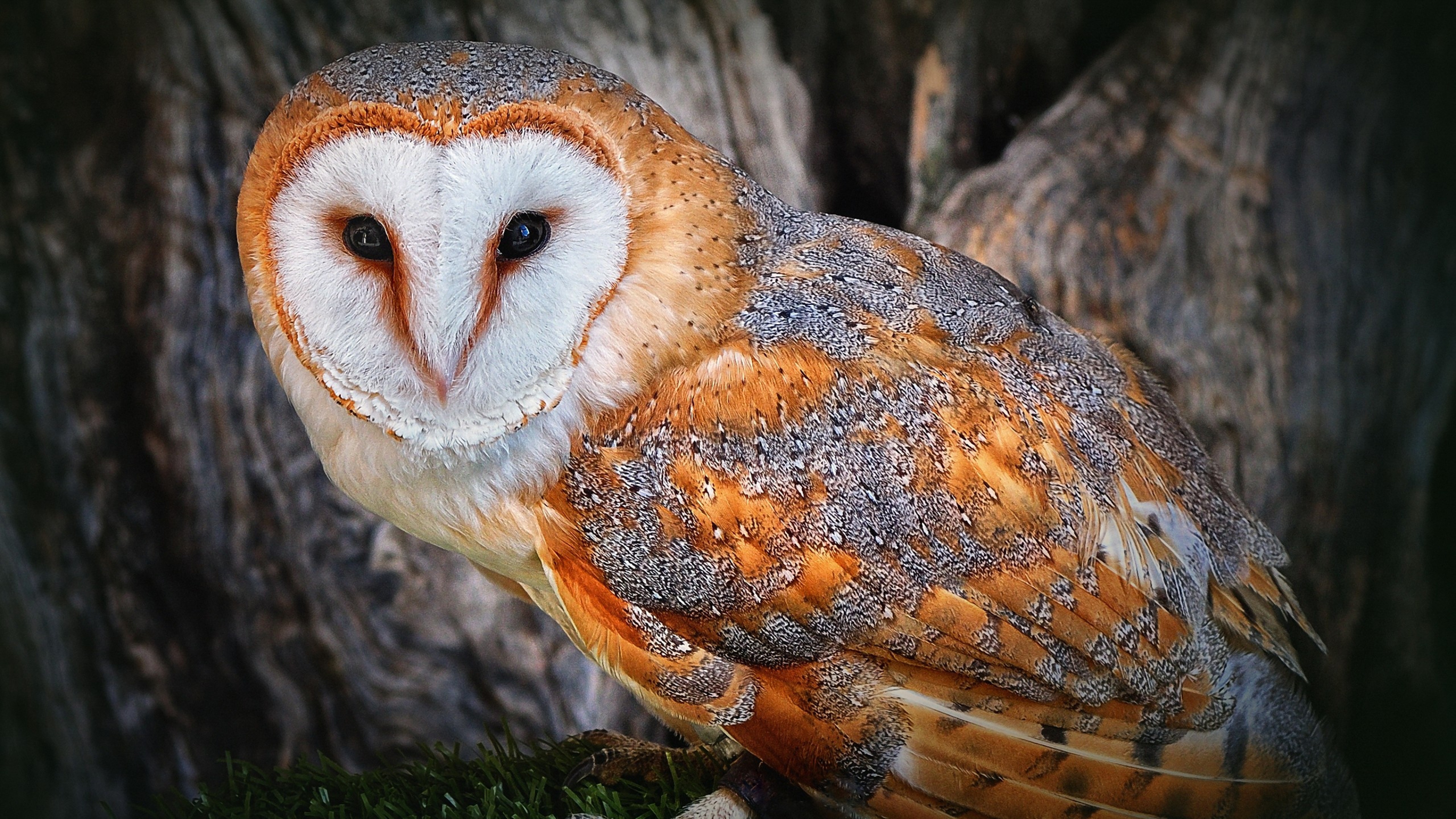 Owl Beautiful Color Face Tree Bird Predator Wallpaper