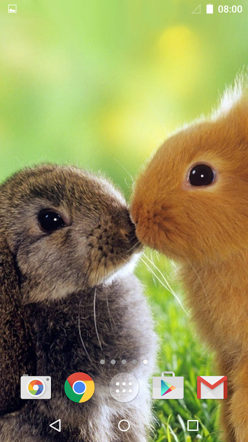 Cute Animals Live Wallpaper Android Apps On Google Play