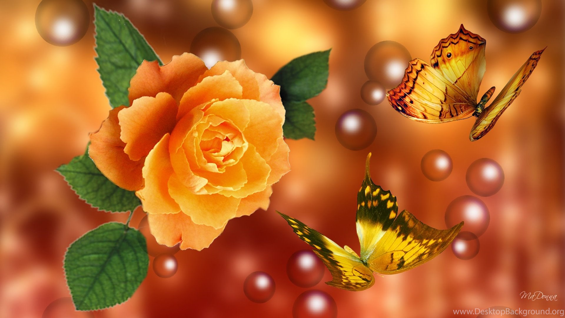 Yellow Roses And Butterflies Wallpaper Rose Flower Image