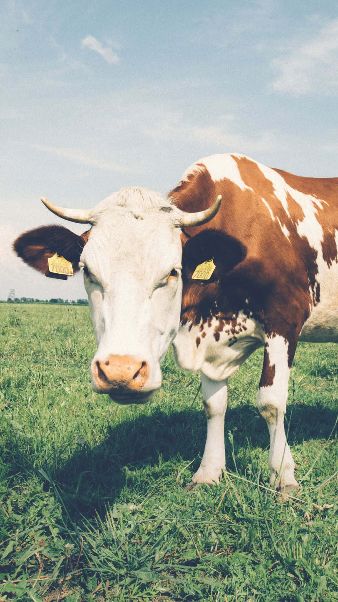 Stunning Cow iPhone Display Wallpaper