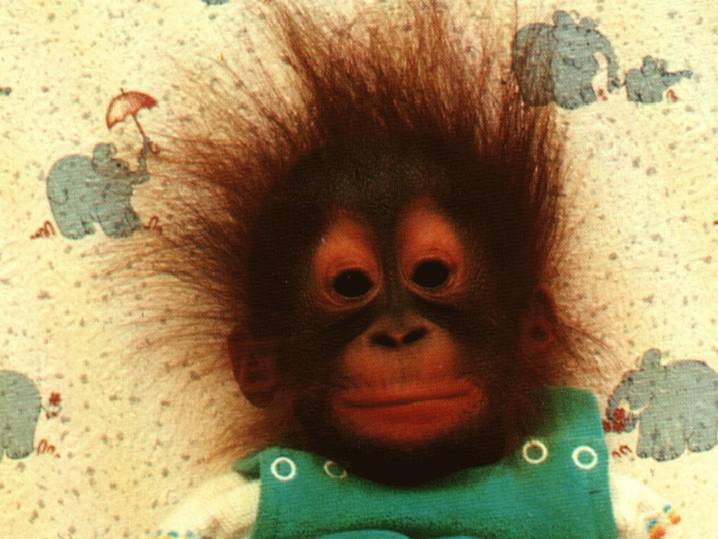 Orangutan Baby Wallpaper Animals Desktop