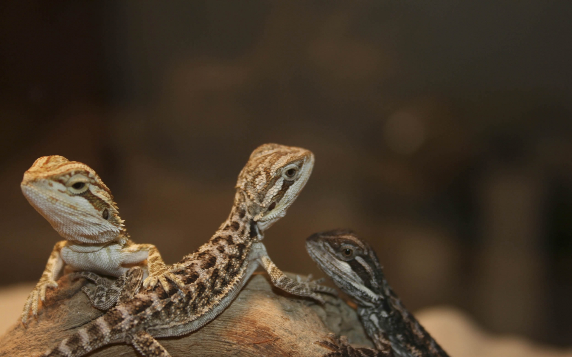Featured image of post Cute Iphone Cute Bearded Dragon Wallpaper / Then you&#039;re in the right place!