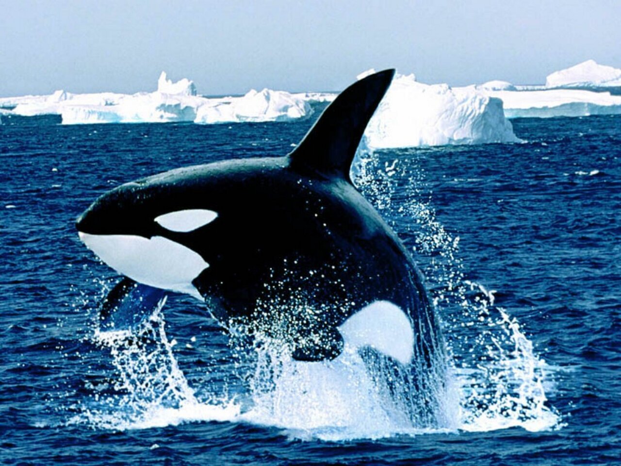 Incredible Orca Animals Gallery Pc Desktop Background