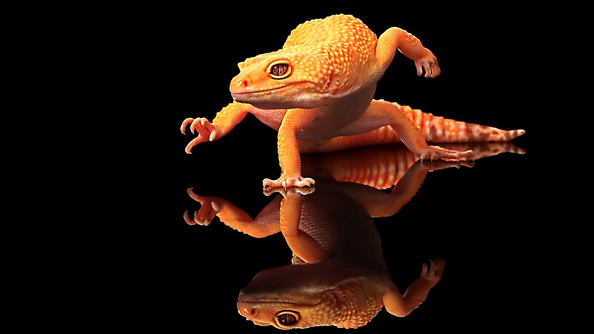 Agama lizard Wallpaper 4k Ultra HD ID9869