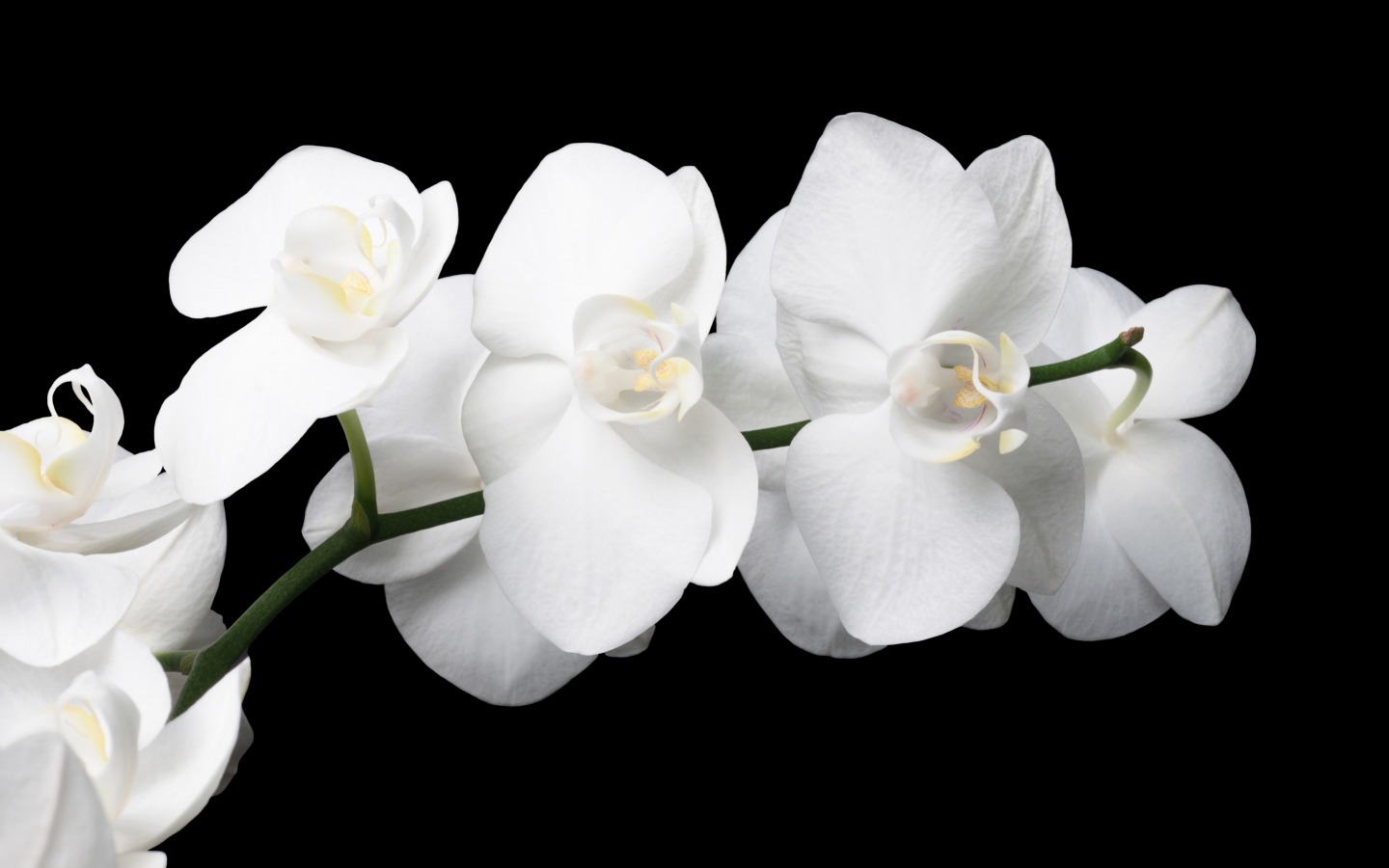 Flowers Image Orchid HD Wallpaper And Background Photos