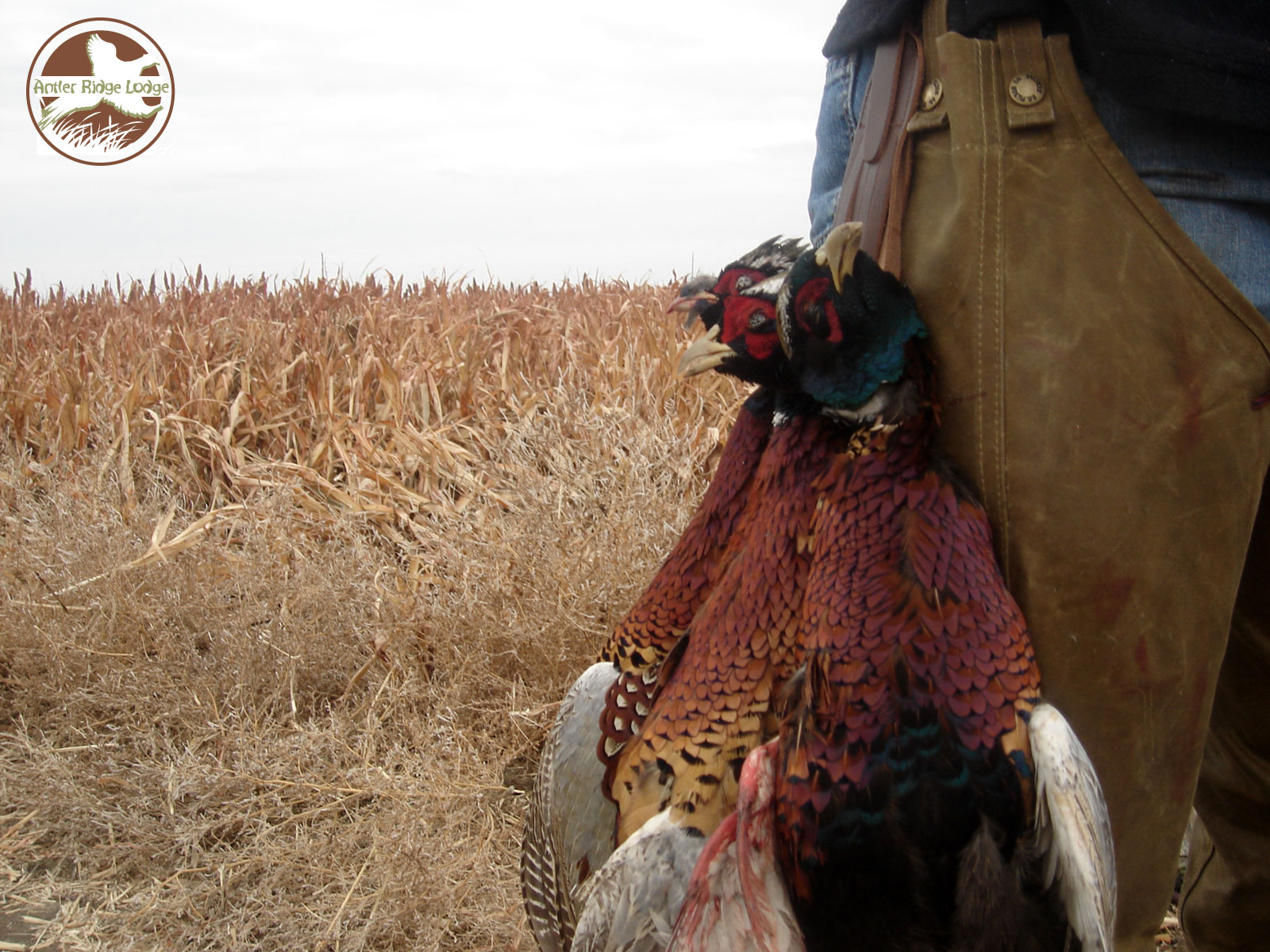 Ridge Lodge Pc Pheasant And Turkey Hunting Wallpaper South Dakota