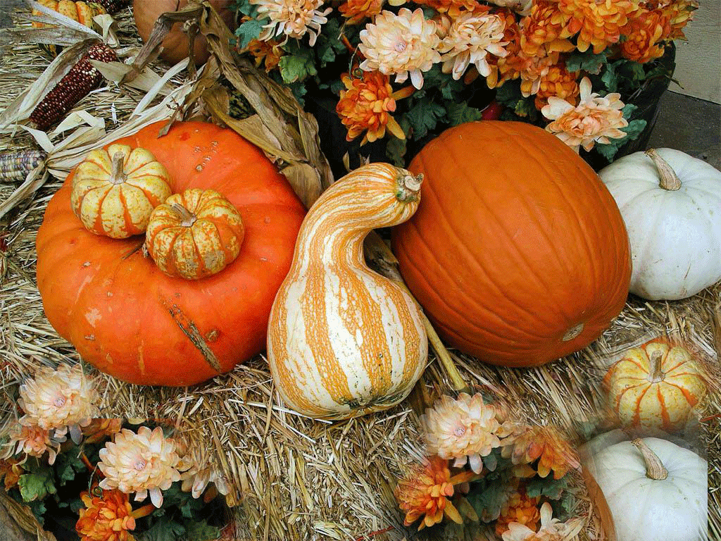 Thanksgiving Pumpkin Wallpaper Pictures