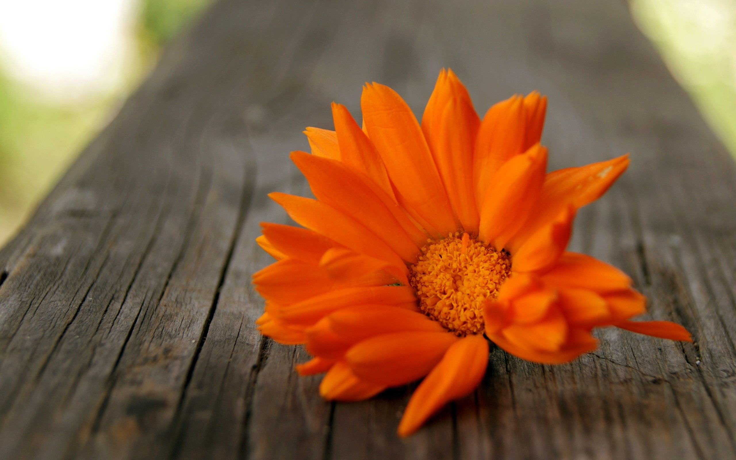 Orange Flowers Wallpaper HD Pictures One HD Wallpaper Pictures