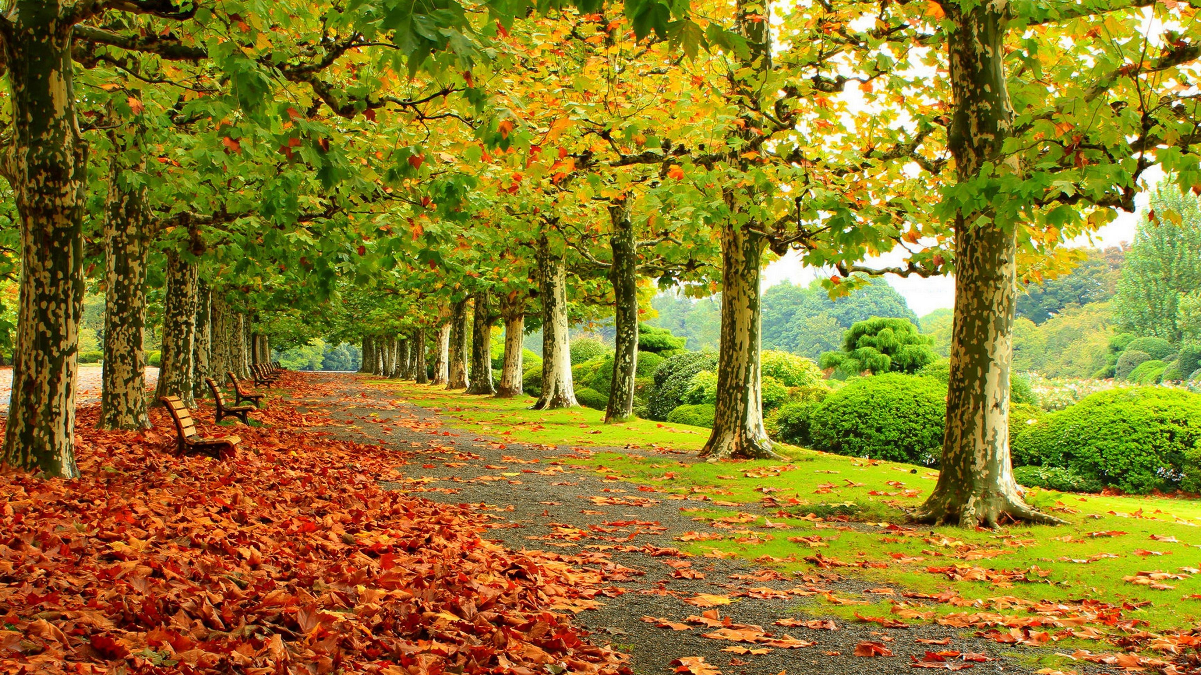 Path In The Autumn Park Wallpaper