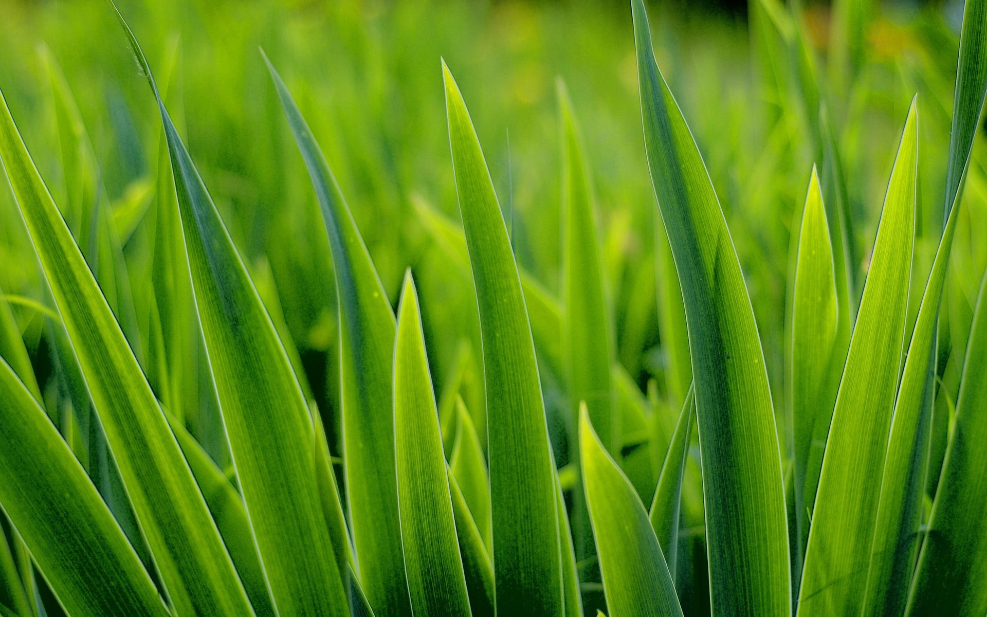 Gmo Grass Set For Lawns Across Us No Regulation Needed