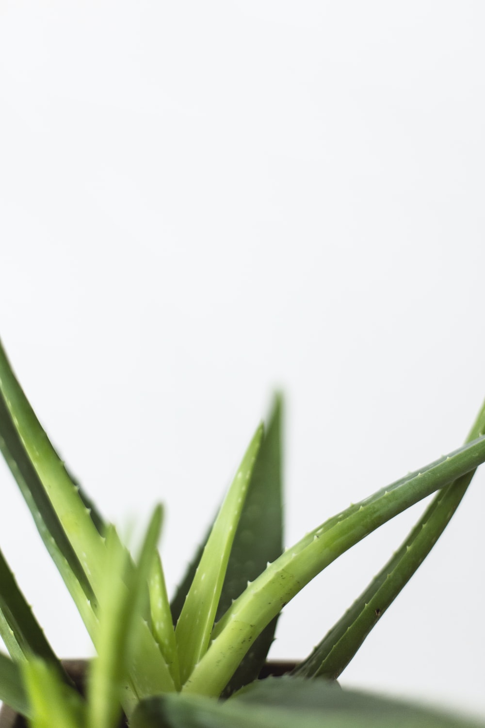 Aloe Vera Pictures HD Image