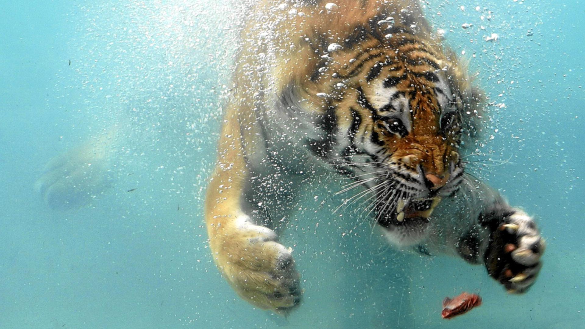 Swimming Tiger HD Wallpaper FullHDwpp Full