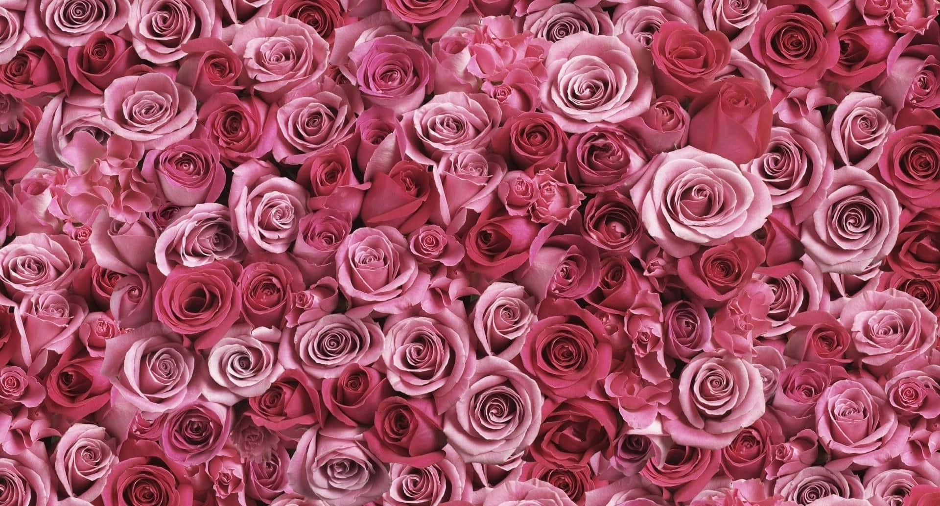 Cute Rose Wallpaper