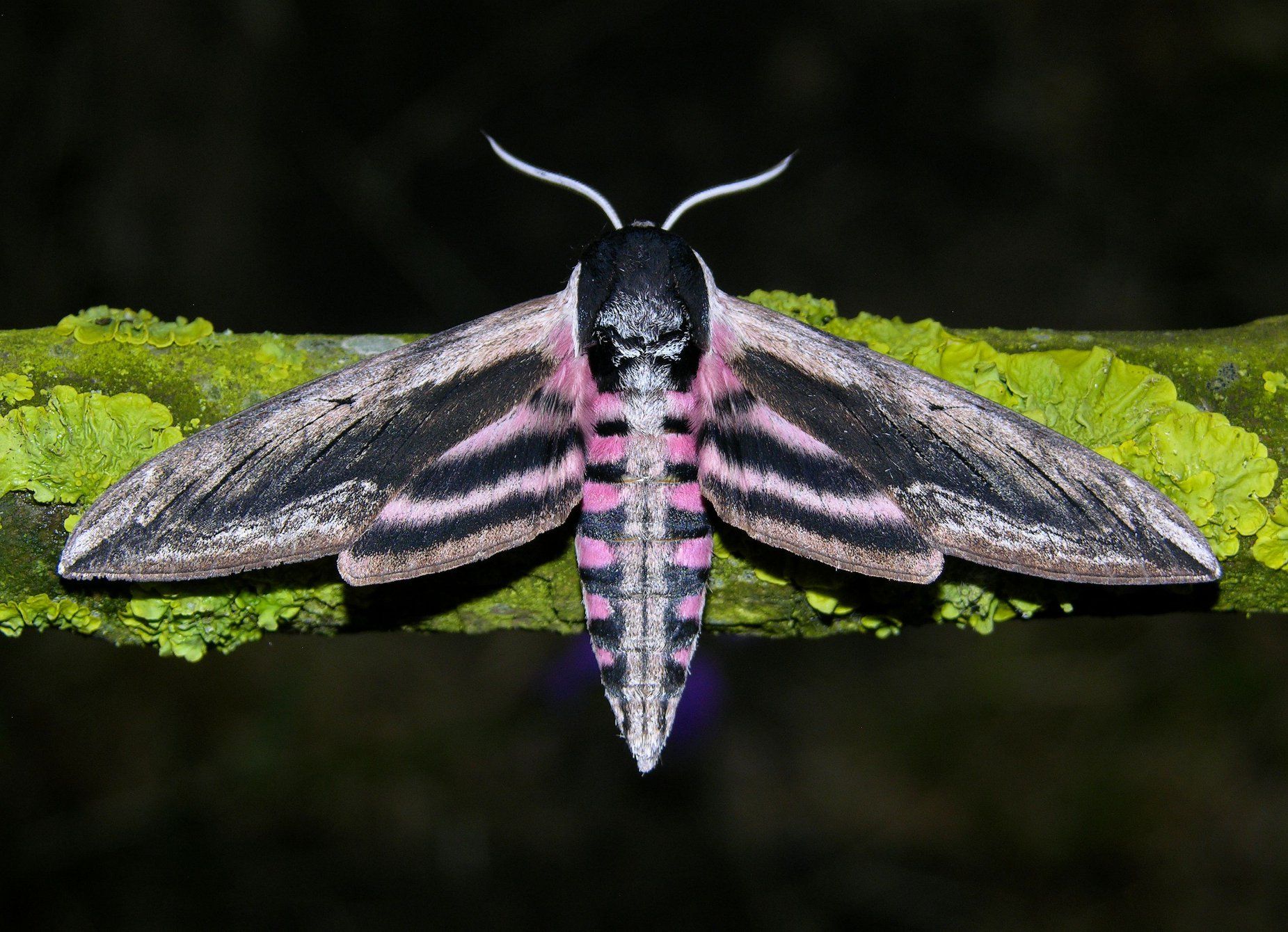 Sphinx Ligustri Photographed By Helen Turner In Wallpaper