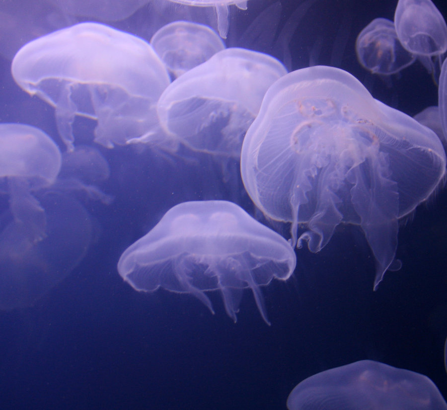 Moon Jellyfish Wallpaper Denver Aquarium