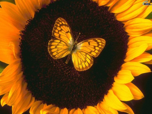free sunflower butterfly screensaver screensavers download sunflower