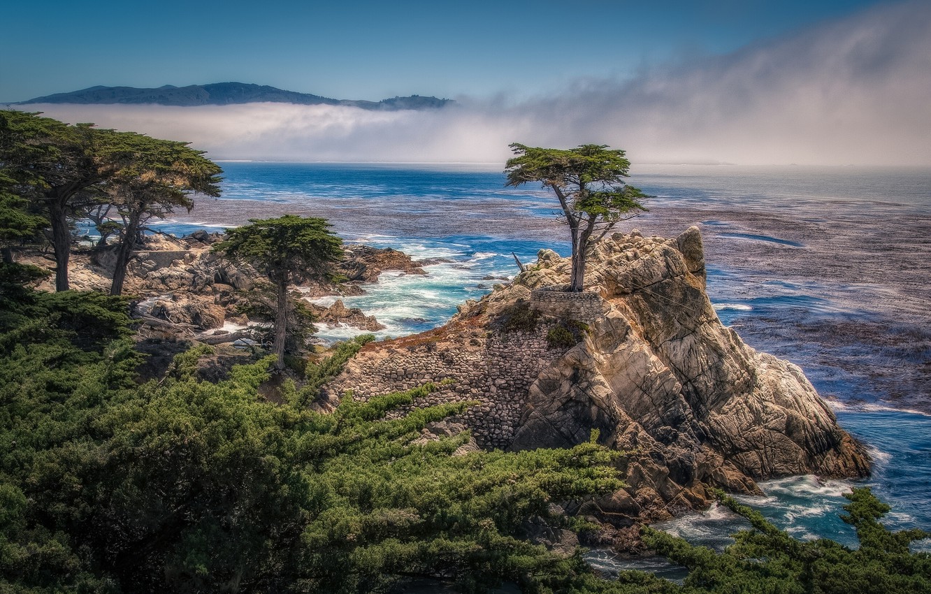 Wallpaper Trees Rock Coast Ca Bay California Cypress Pebble