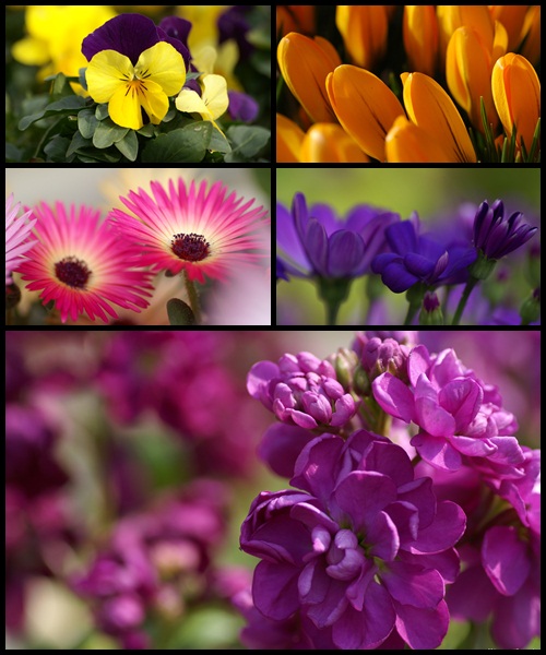  Wallpapers Animated Photos 50 HQ Flowers Wallpapers Pack 1920x1600 500x600