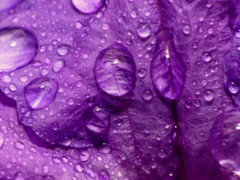 Photography Purple Water Drops Macro Flower Petals Wallpaper