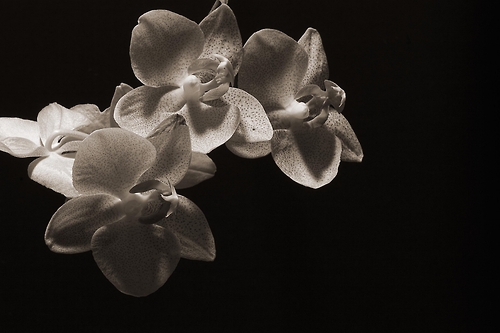 Black Orchids Wallpaper Orchid