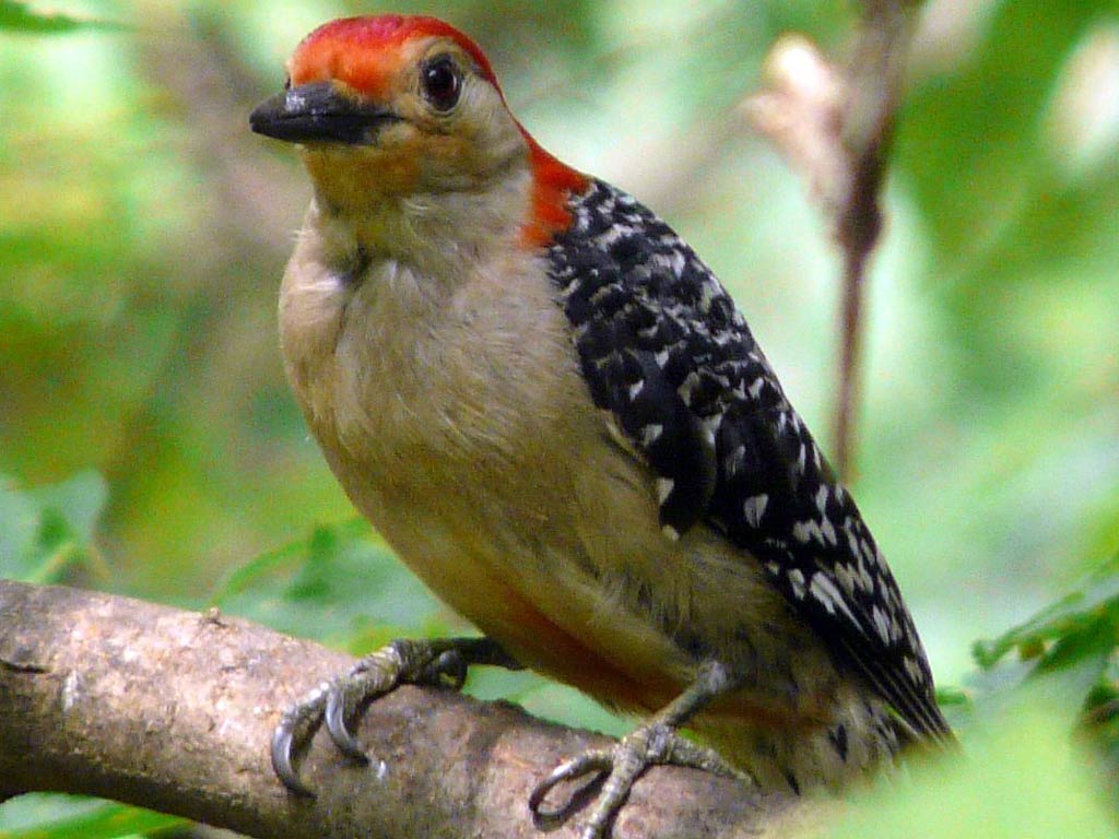 Woodpecker Wallpaper And Background